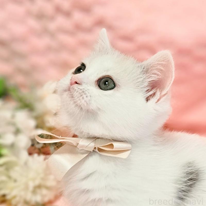 販売中の茨城県のミヌエット(短足)-133300