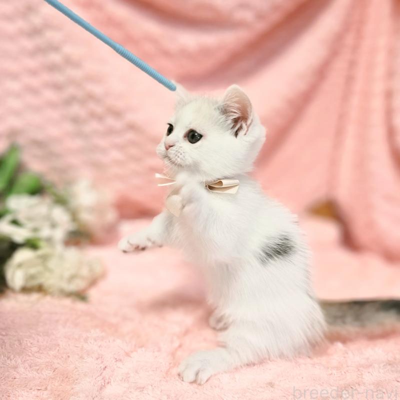 販売中の茨城県のミヌエット(短足)-133300の13枚目