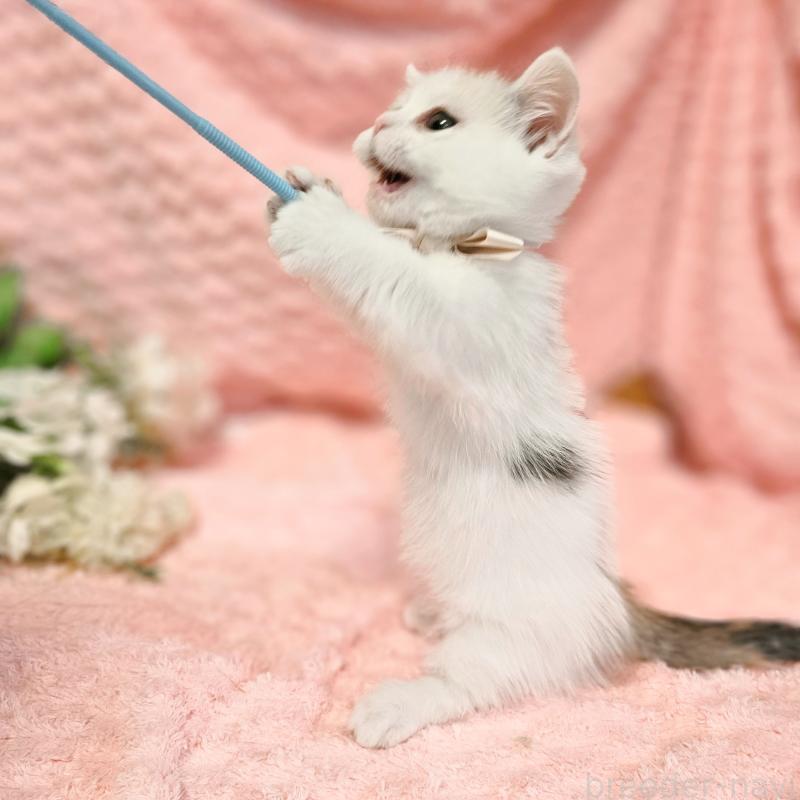 販売中の茨城県のミヌエット(短足)-133300の12枚目