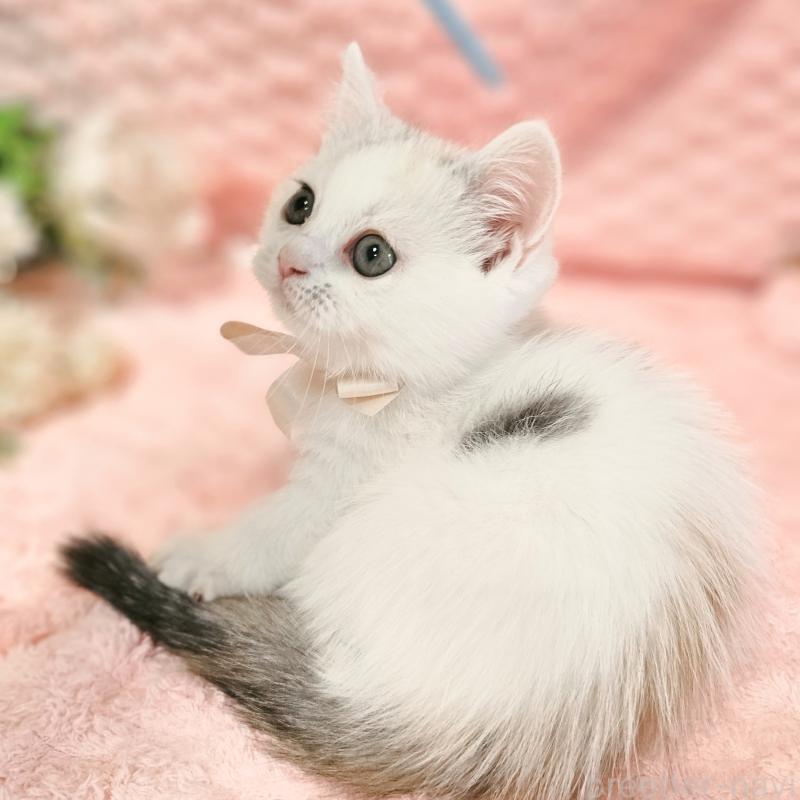 販売中の茨城県のミヌエット(短足)-133300の11枚目