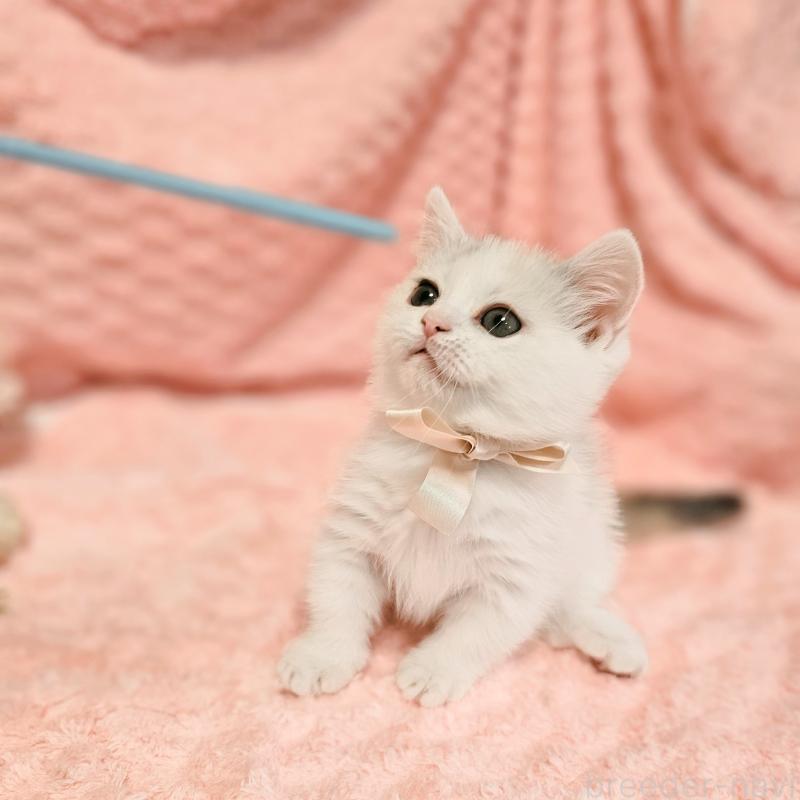 販売中の茨城県のミヌエット(短足)-133300の10枚目