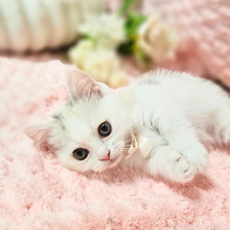 販売中の茨城県のミヌエット(短足)-133300の8枚目