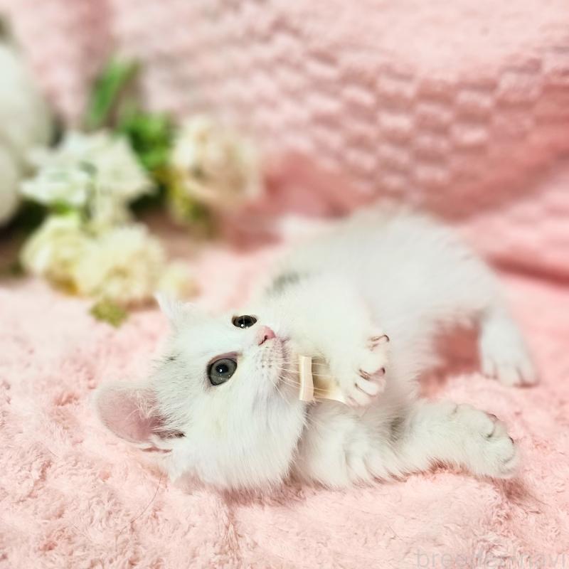 販売中の茨城県のミヌエット(短足)-133300の7枚目