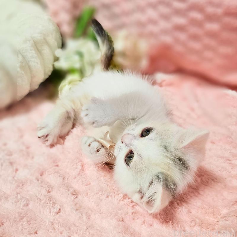 販売中の茨城県のミヌエット(短足)-133300の5枚目