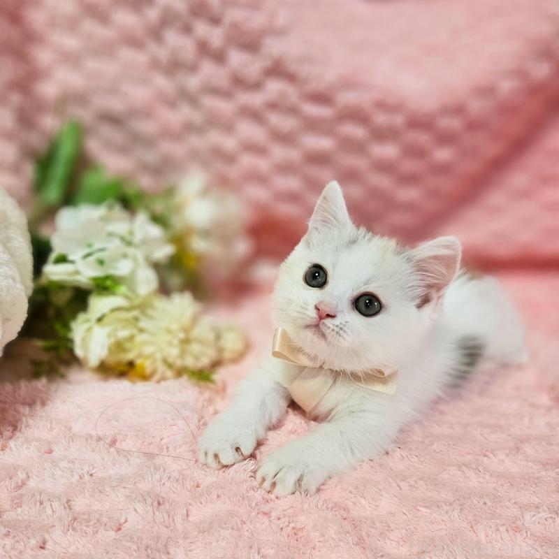 販売中の茨城県のミヌエット(短足)-133300の3枚目