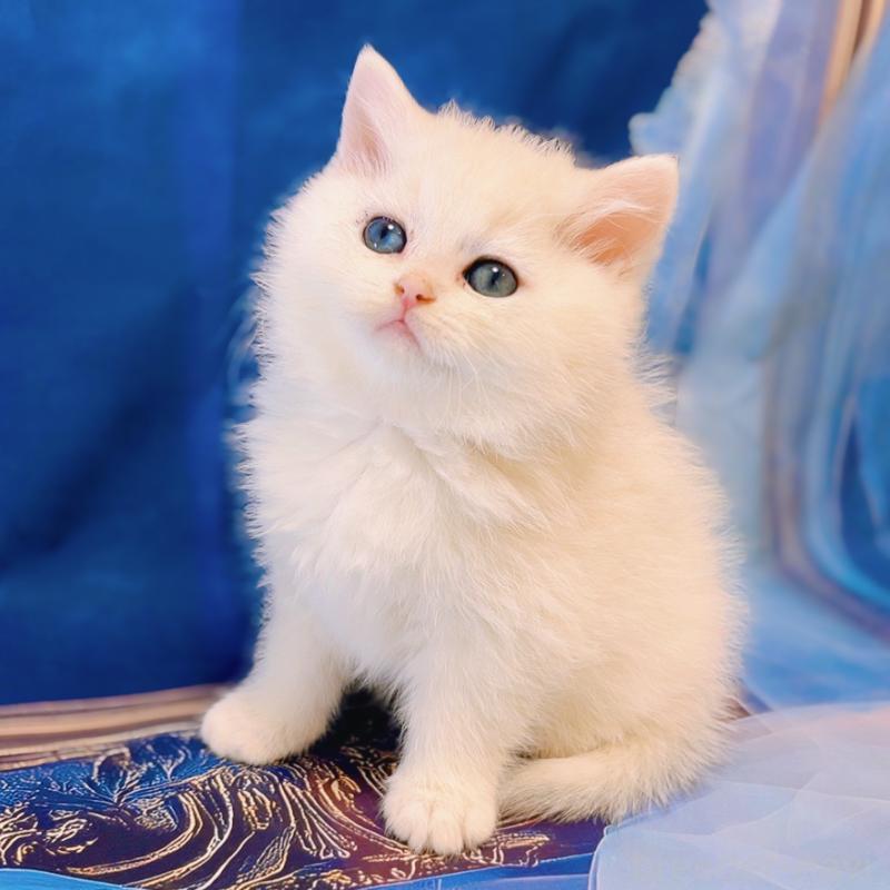 販売中の大阪府のブリティッシュショートヘア-133274