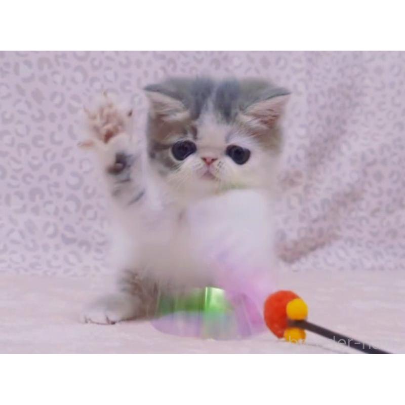 販売中の愛媛県のミヌエット-133790の9枚目