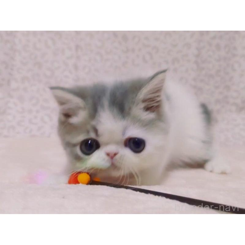 販売中の愛媛県のミヌエット-133790の8枚目