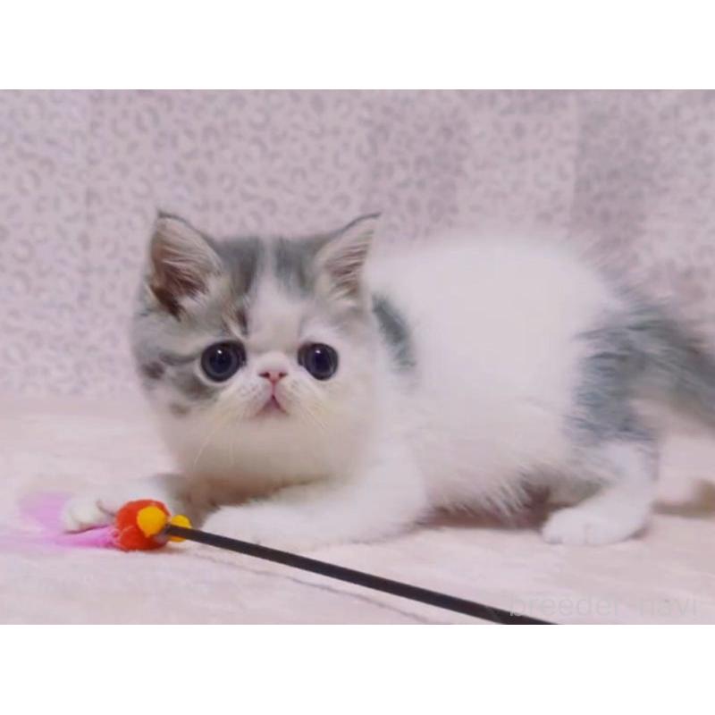 販売中の愛媛県のミヌエット-133790の5枚目