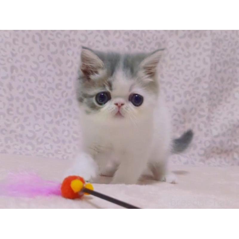 販売中の愛媛県のミヌエット-133790の6枚目