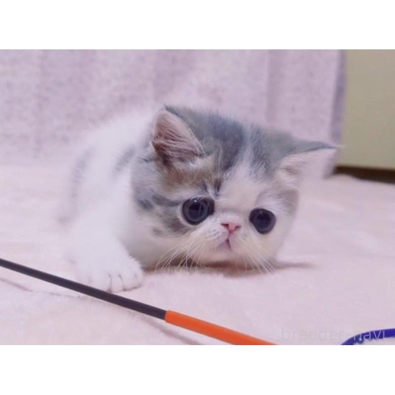 販売中の愛媛県のミヌエット-133790の4枚目