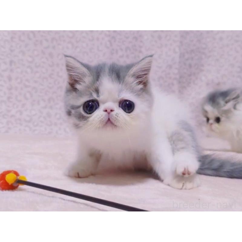 販売中の愛媛県のミヌエット-133790の2枚目