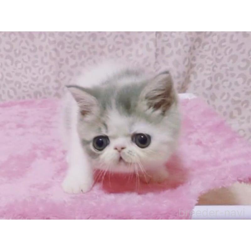 販売中の愛媛県のミヌエット-133790の3枚目