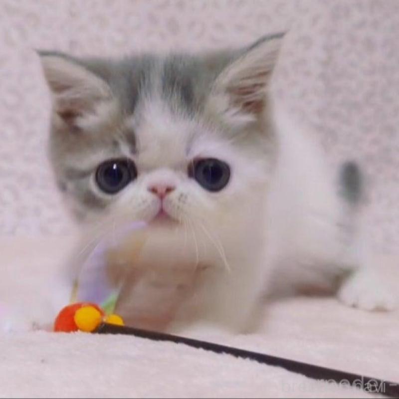 販売中の愛媛県のミヌエット-133790の1枚目