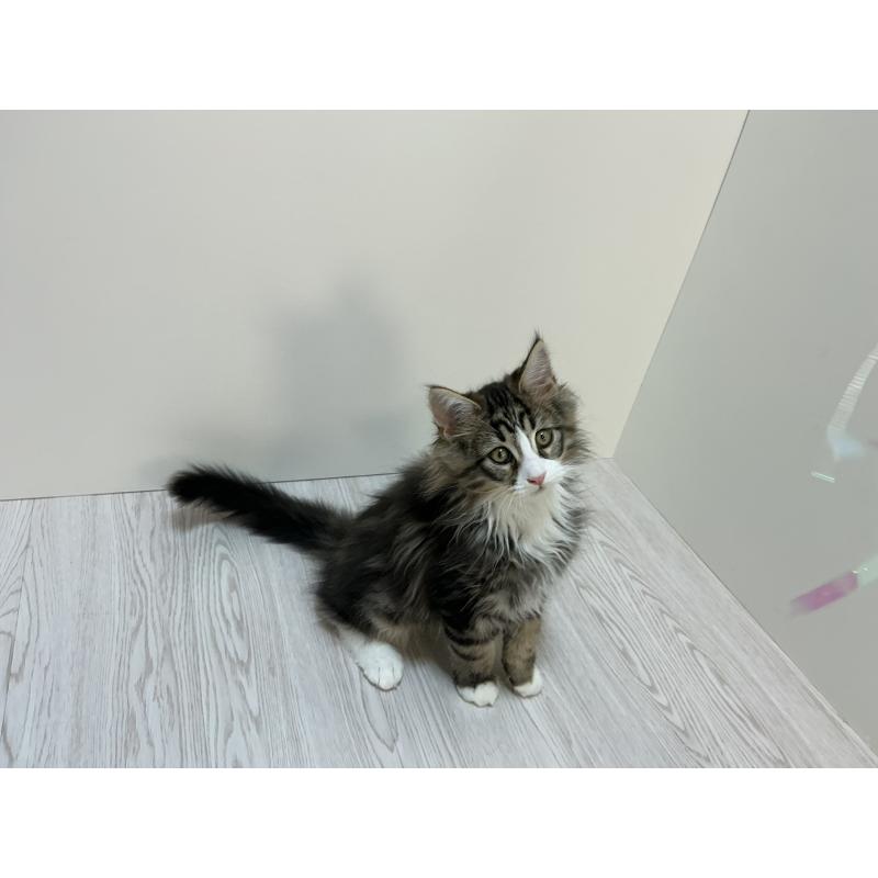 販売中の群馬県のメインクーン-133791の5枚目