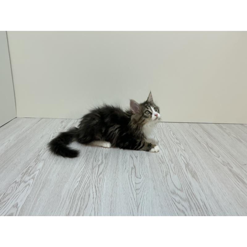 販売中の群馬県のメインクーン-133791の4枚目