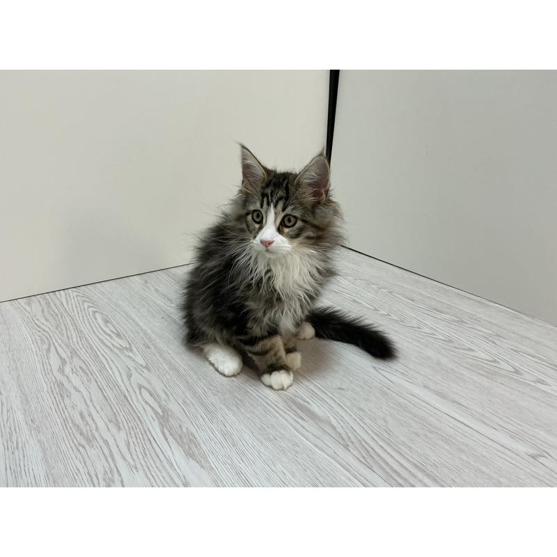 販売中の群馬県のメインクーン-133791の3枚目