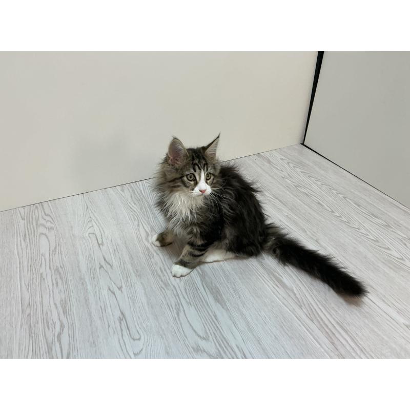 販売中の群馬県のメインクーン-133791の2枚目