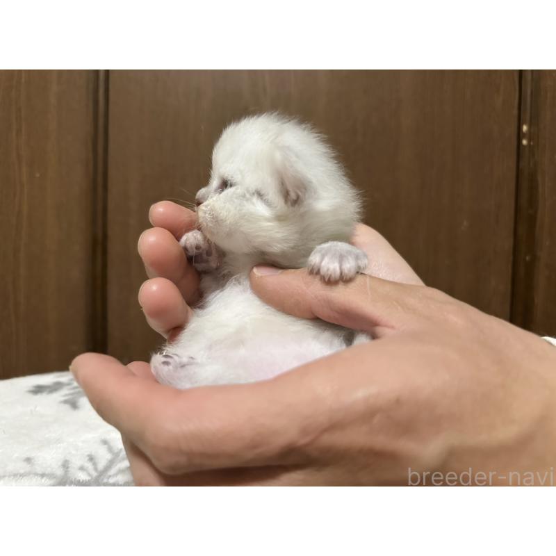 販売中の千葉県のミヌエット-133773の4枚目