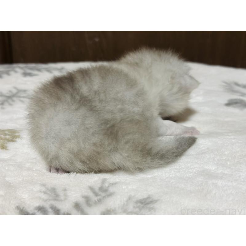 販売中の千葉県のミヌエット-133773の3枚目