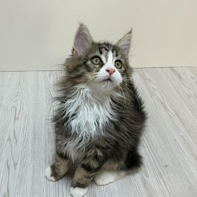 販売中の群馬県のメインクーン-133791の1枚目