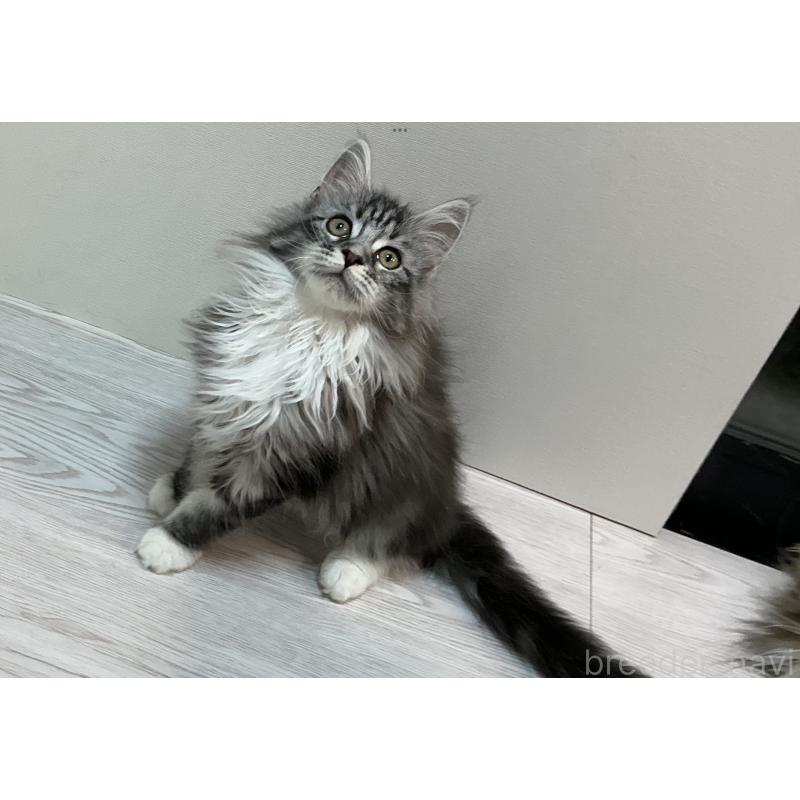 販売中の群馬県のメインクーン-133792の4枚目