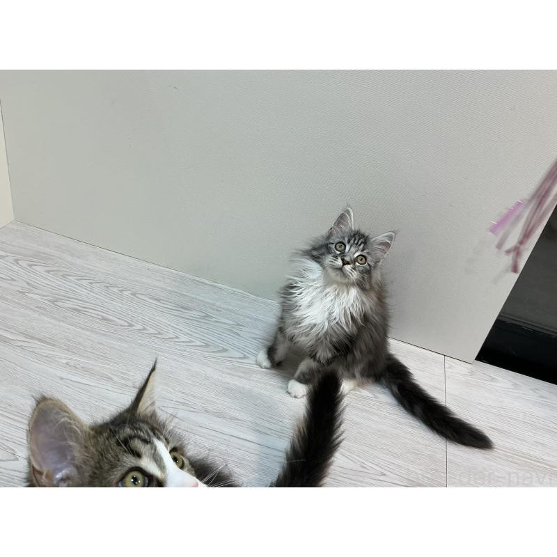 販売中の群馬県のメインクーン-133792の3枚目