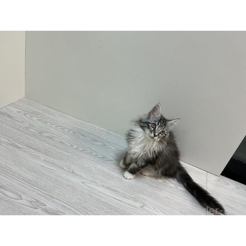 販売中の群馬県のメインクーン-133792の2枚目