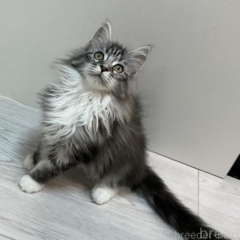 販売中の群馬県のメインクーン-133792