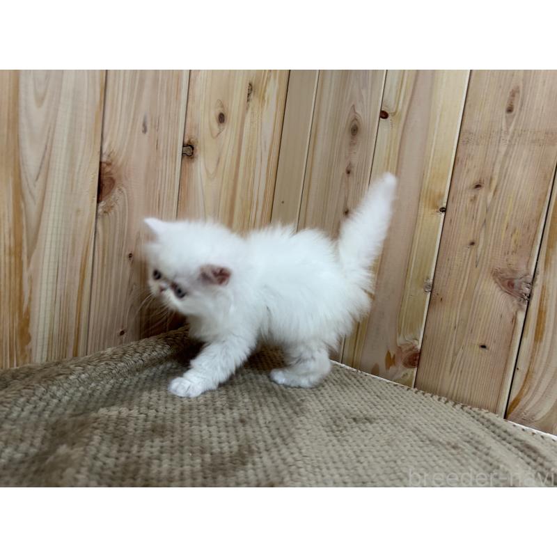 販売中の岡山県のミヌエット-133794の6枚目