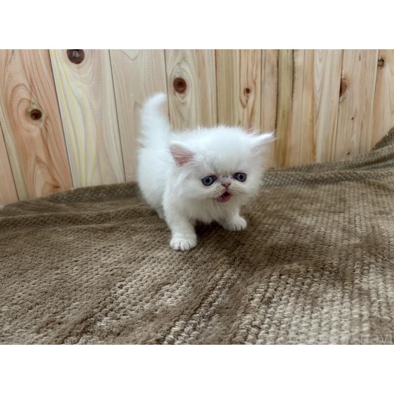 販売中の岡山県のミヌエット-133794の5枚目