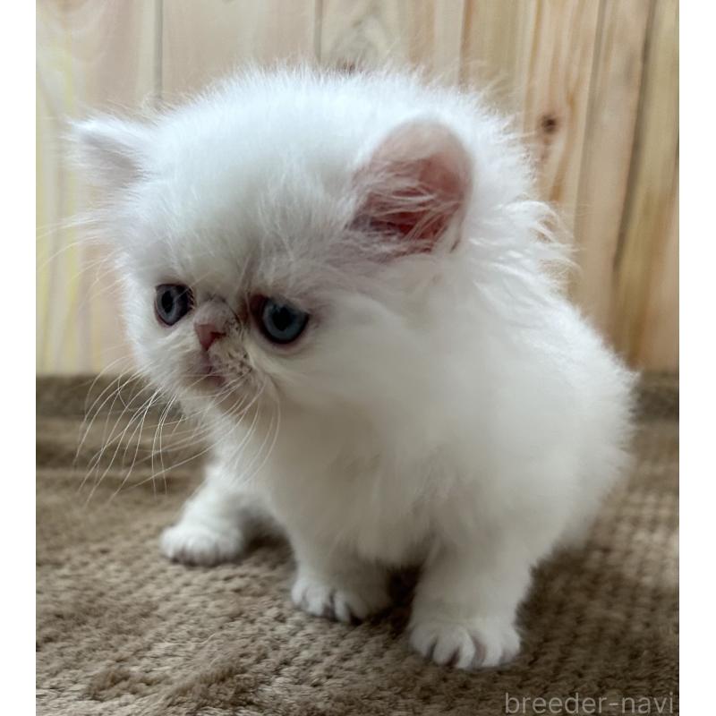 販売中の岡山県のミヌエット-133794の4枚目