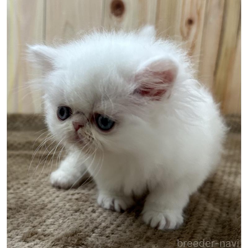 販売中の岡山県のミヌエット-133794の3枚目