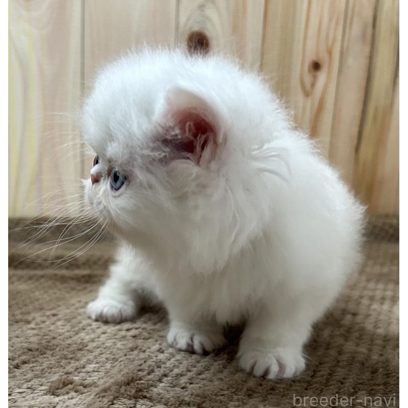 販売中の岡山県のミヌエット-133794の2枚目