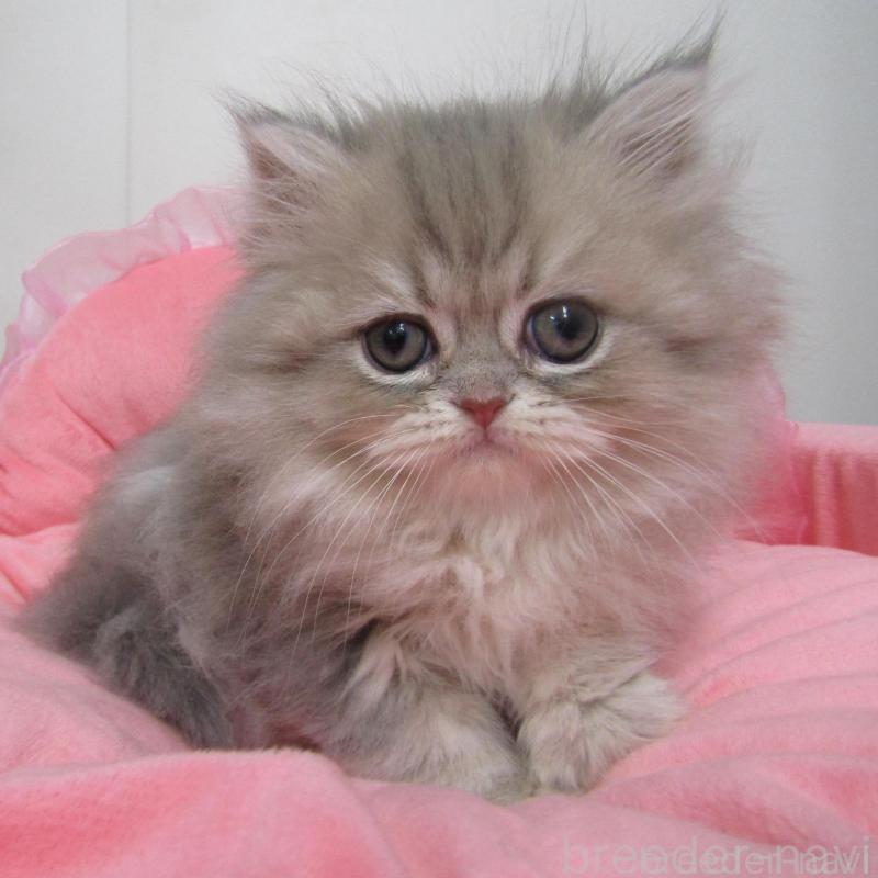 販売中の東京都のペルシャ(チンチラ)-133793の1枚目