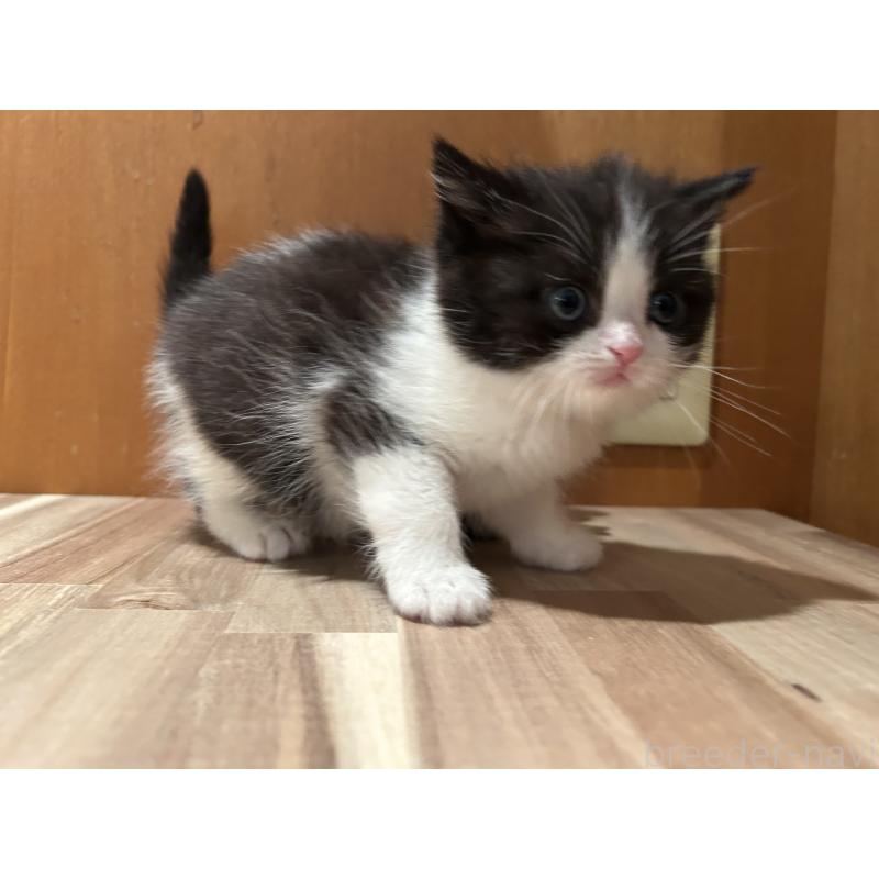 販売中の岡山県のミヌエット-133795の9枚目