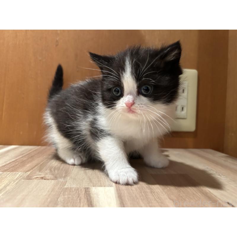 販売中の岡山県のミヌエット-133795の8枚目