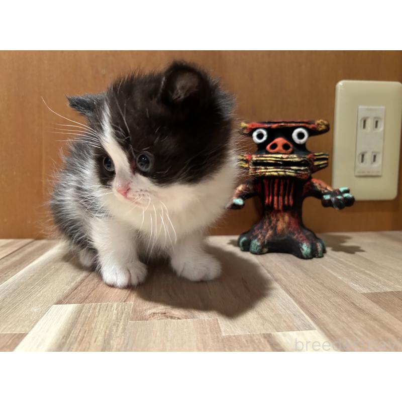 販売中の岡山県のミヌエット-133795の7枚目