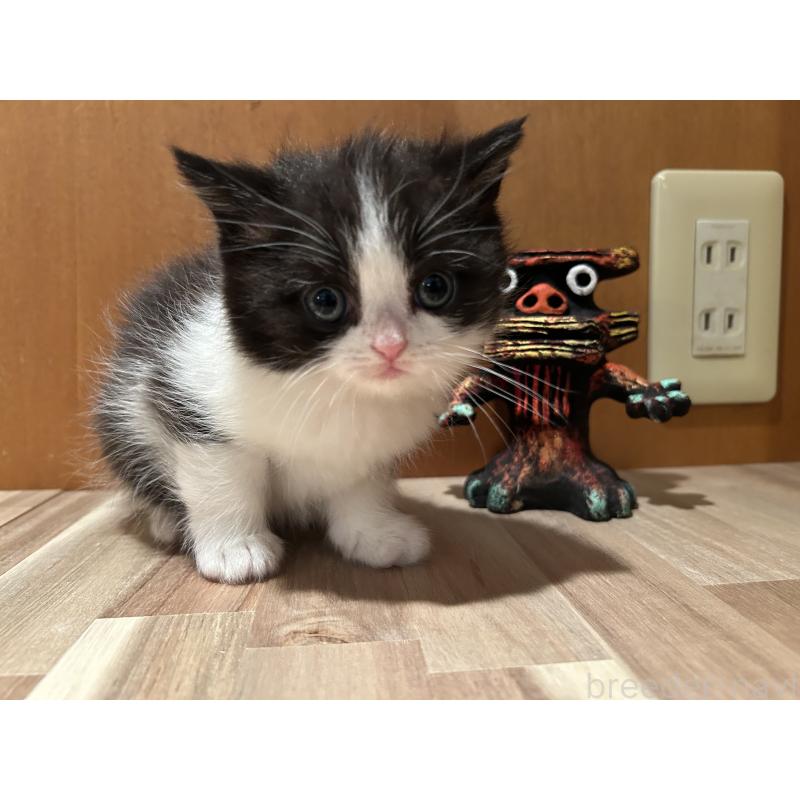 販売中の岡山県のミヌエット-133795の6枚目