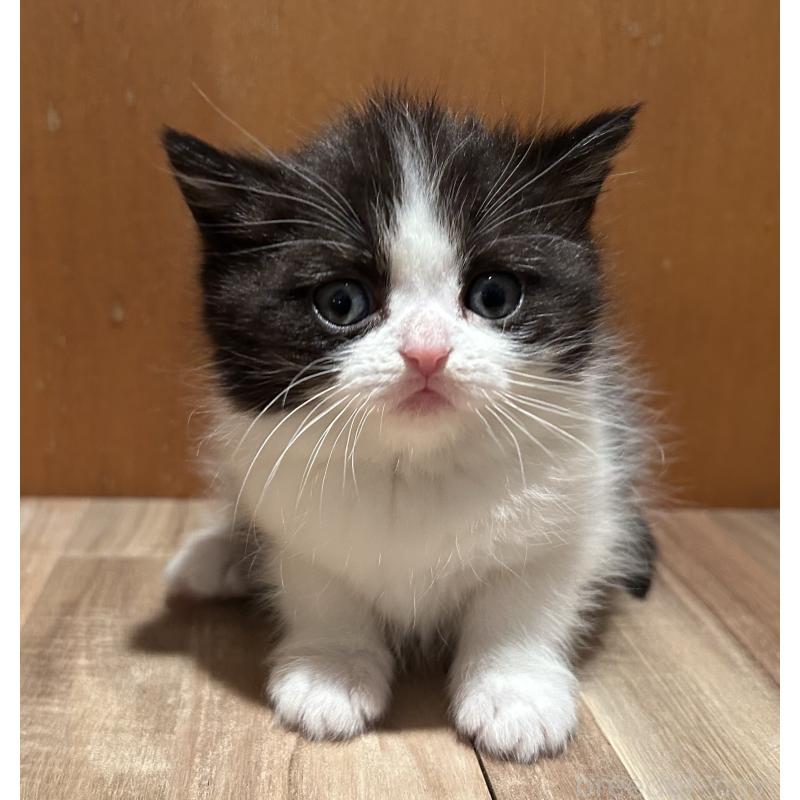 販売中の岡山県のミヌエット-133795の5枚目