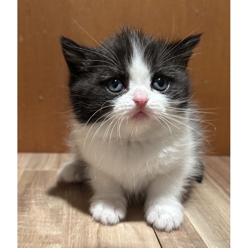 販売中の岡山県のミヌエット-133795の4枚目