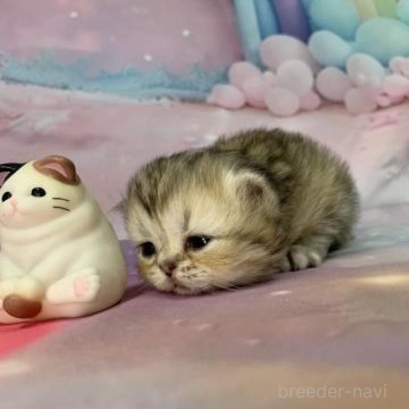 販売中の大阪府のミヌエット-133796の6枚目