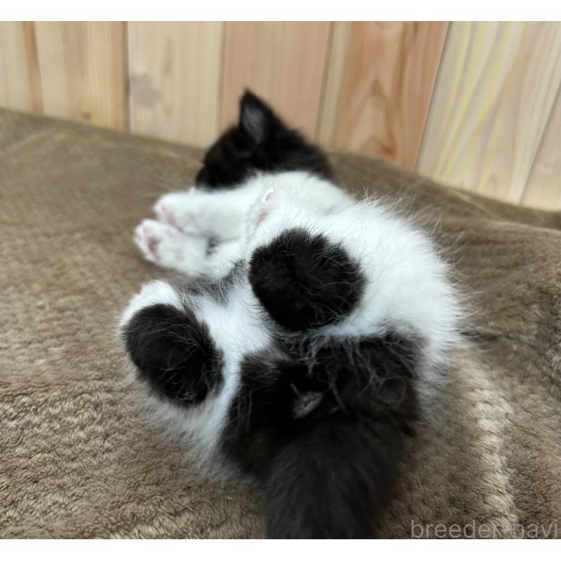 販売中の岡山県のミヌエット-133795の3枚目