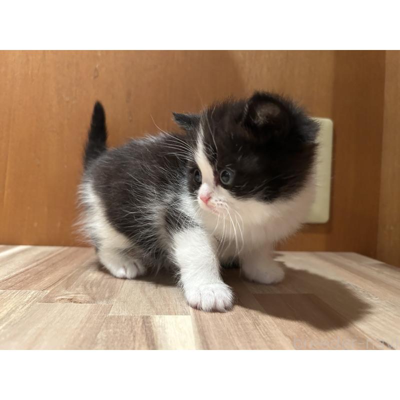 販売中の岡山県のミヌエット-133795の2枚目