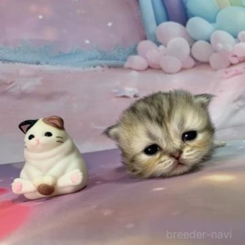 販売中の大阪府のミヌエット-133796の4枚目