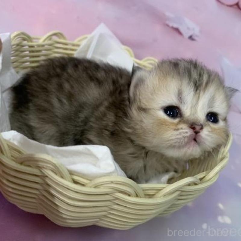 販売中の大阪府のミヌエット-133796の3枚目