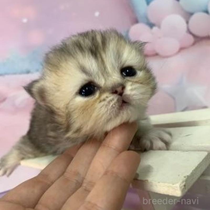 販売中の大阪府のミヌエット-133796の2枚目