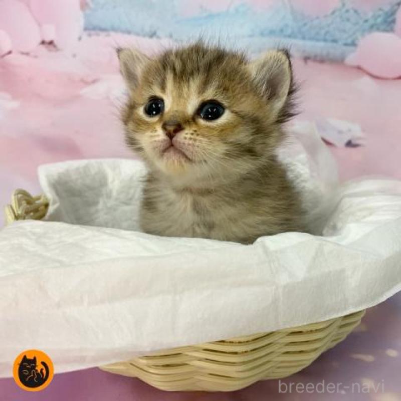 販売中の大阪府のスコティッシュフォールド-133797