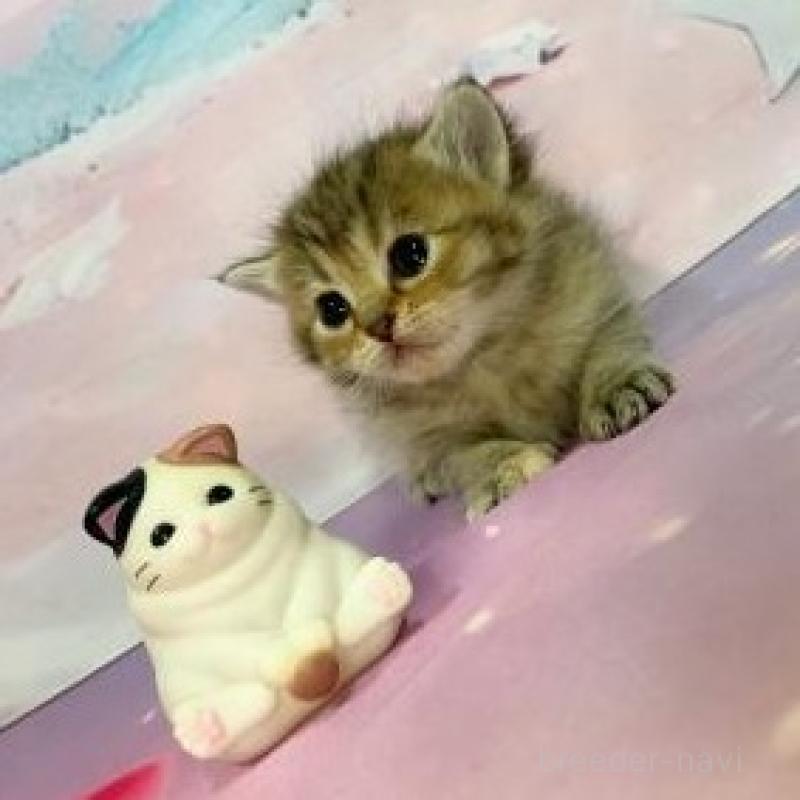 販売中の大阪府のスコティッシュフォールド-133797の6枚目