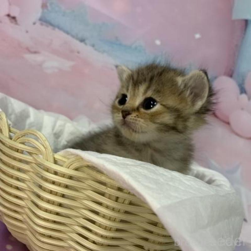 販売中の大阪府のスコティッシュフォールド-133797の5枚目